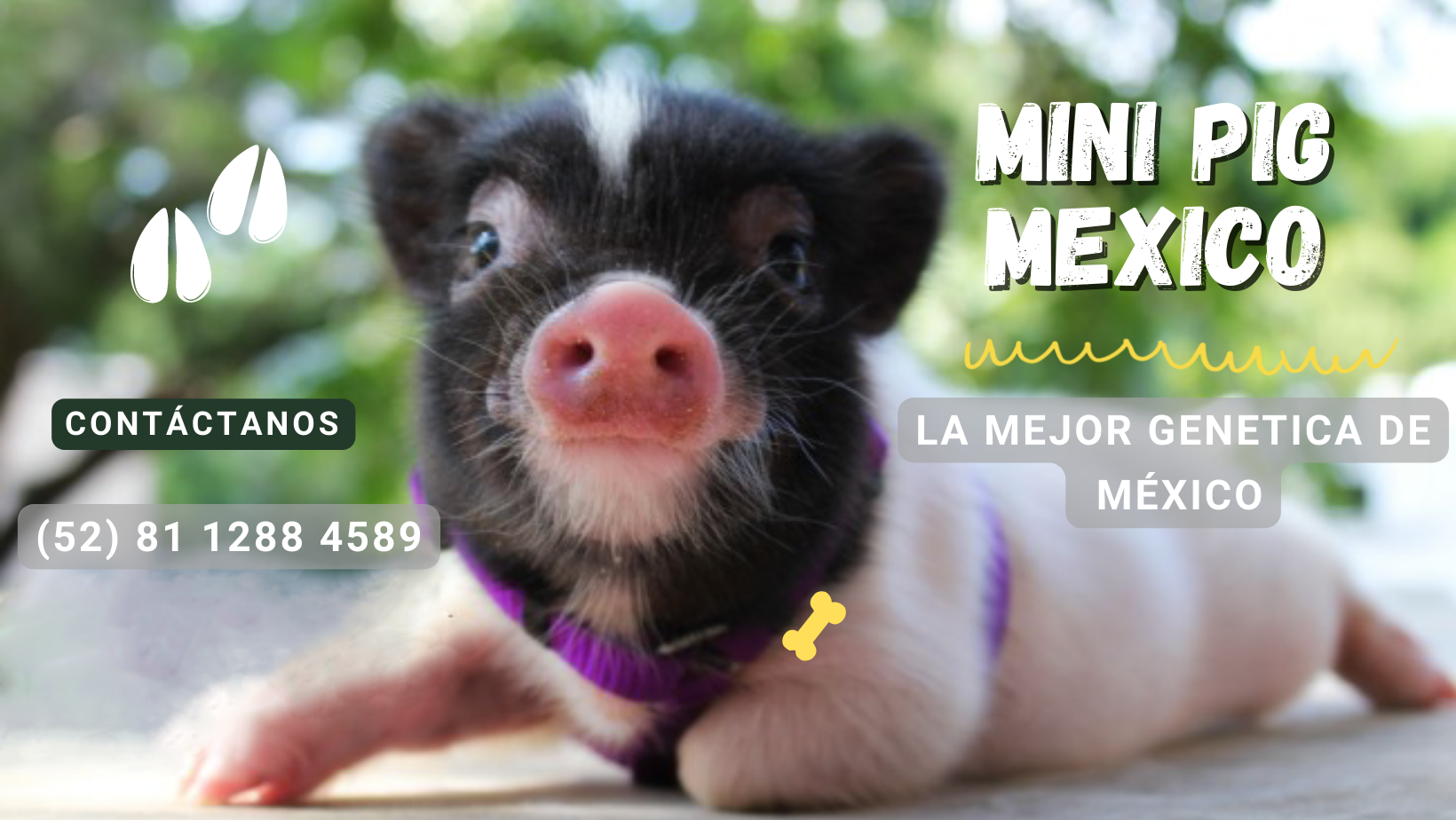 mini pig mexico