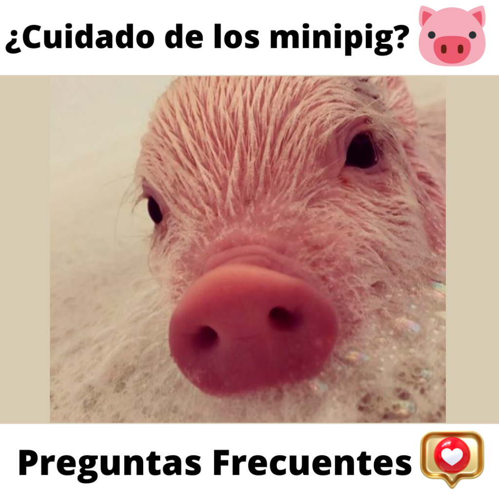 cuidados de los mini pig