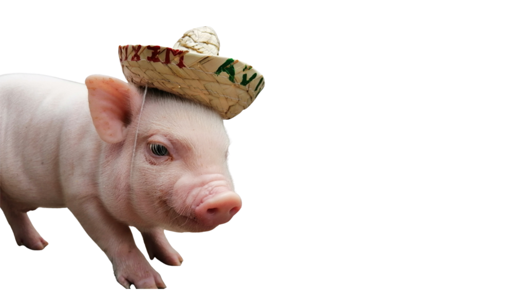 Mini pig