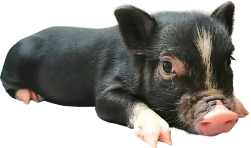 Mini pig