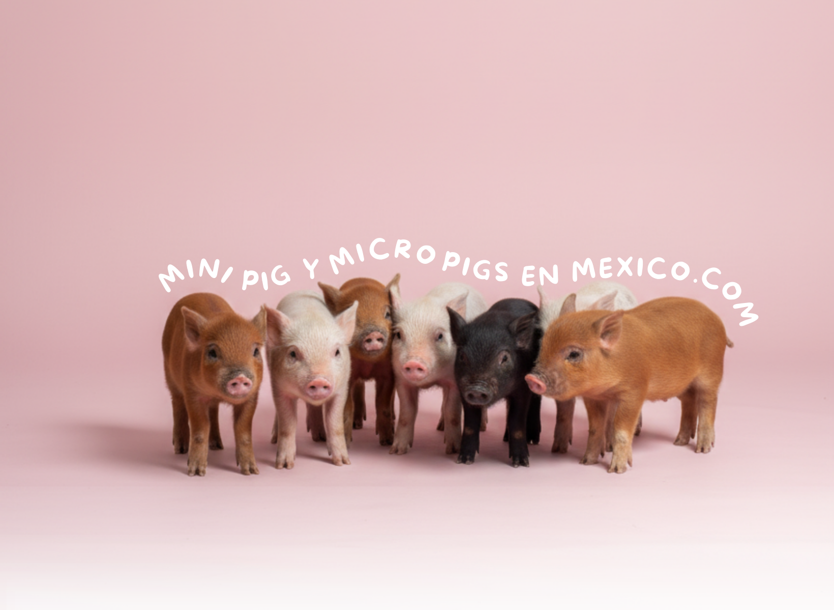 MicroPigsEnMexico
