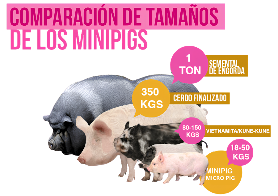 ¿Cuanto mide un mini pig y micro pig?
