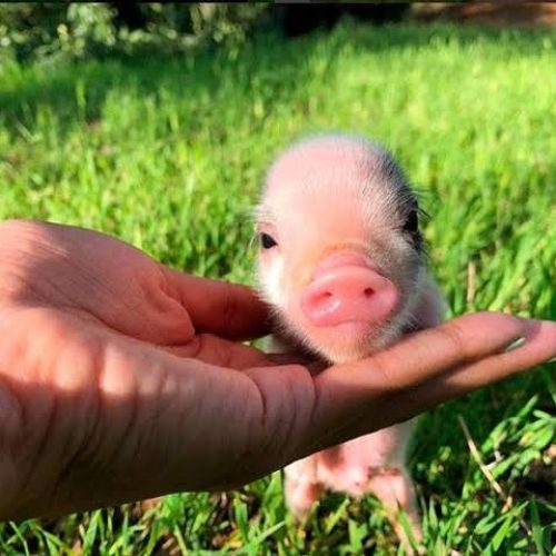 mini pigs rosita
