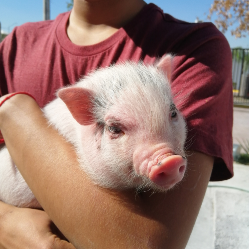 mini pig monterrey