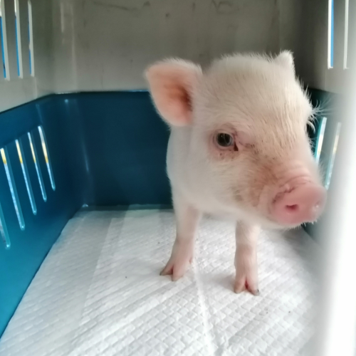 mini pig mascota