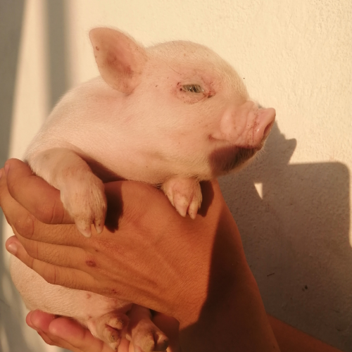cerditos mini pig