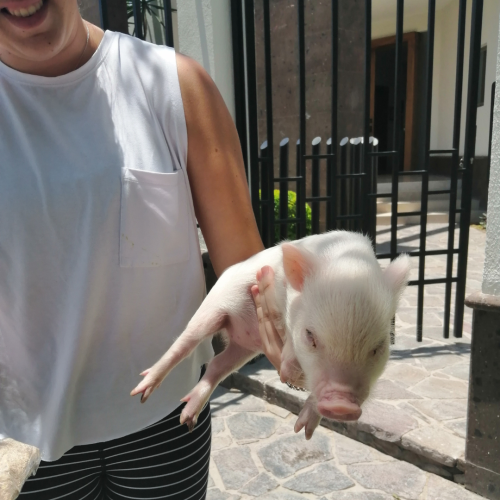 mini pig precio