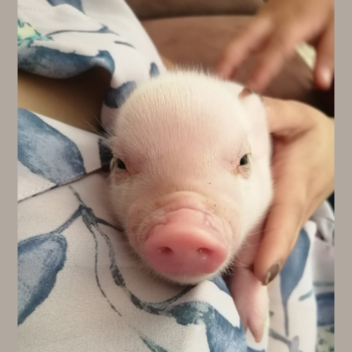 que come un mini pig