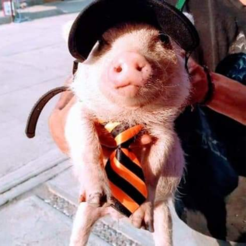 cuanto mide un mini pig