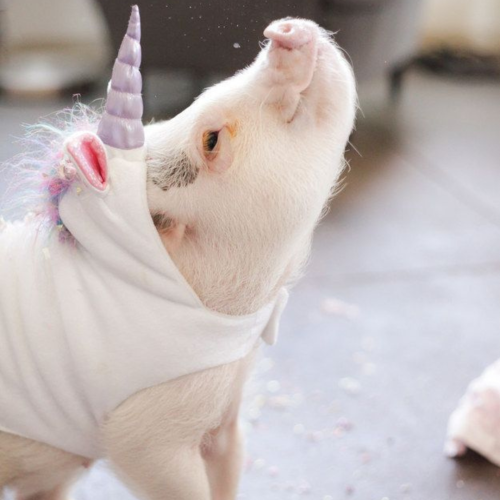 mini pig adulto