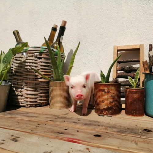 mini pig micro pig