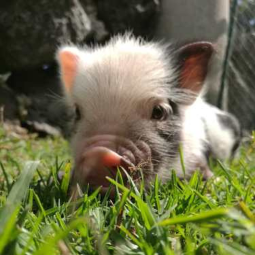 minipigs
