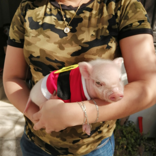 mini pig adulto precio