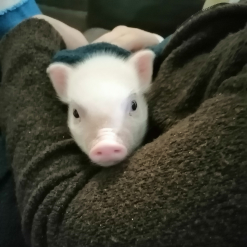 que comen los mini pig