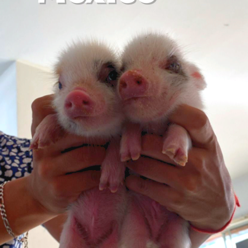 Mini pigs México