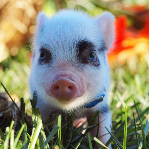mini pig ojos azules