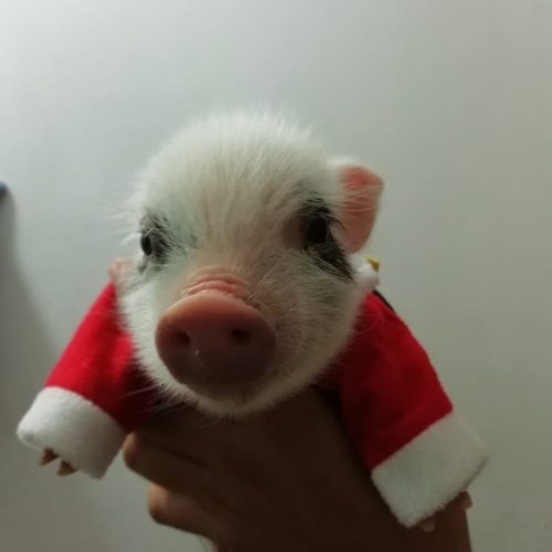 minipig (4)