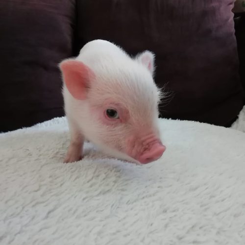 minipig (5)