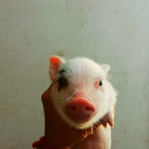 minipig rosa