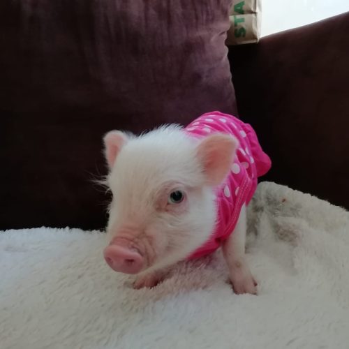 minipig14