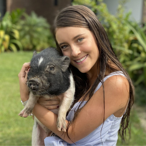 minipigs en mexico